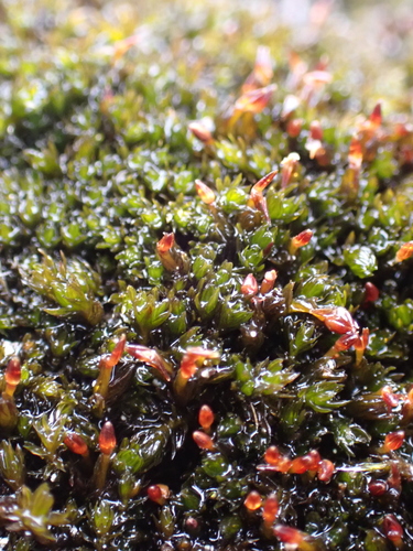 Andreaea australis observed 2024-04-07