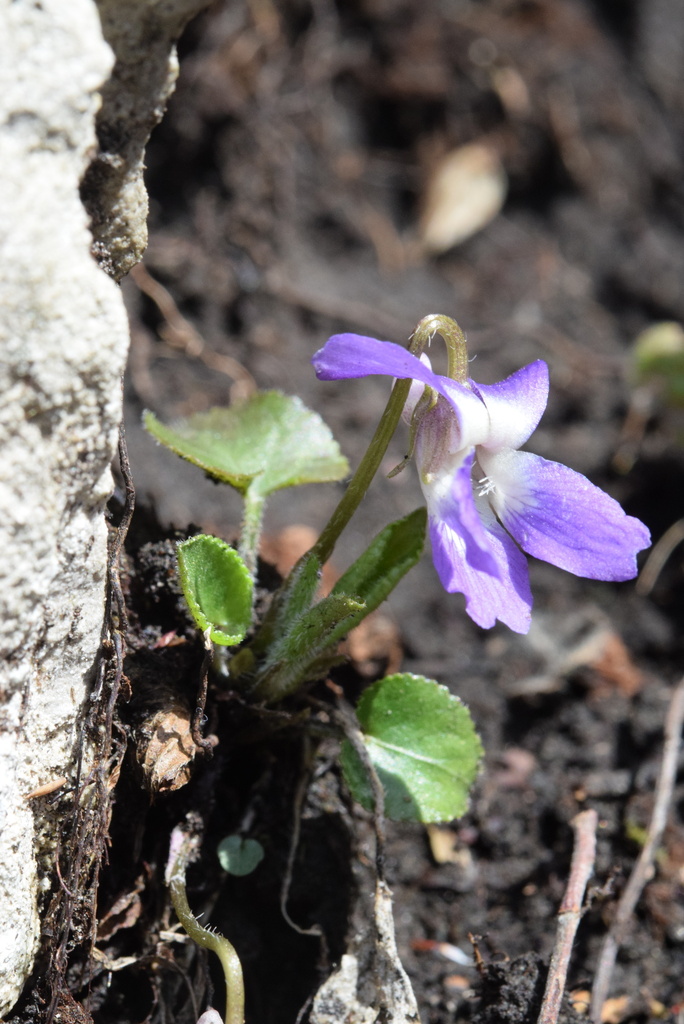 Violeta de los Pirineos