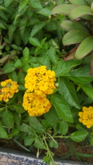 Lantana