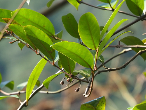 Anodendron benthamianum (Anodendron benthamianum)