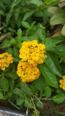 Lantana