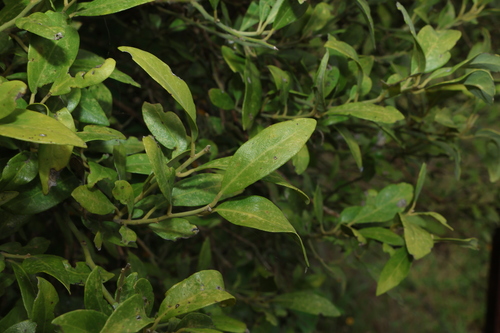 Image of Capparis mitchellii by (c) Greg Tasney, some rights reserved (CC BY-SA)
