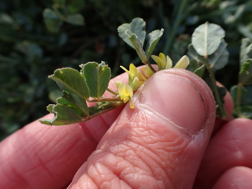 Trigonella suavissima observed 2024-04-10