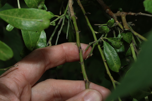 Image of Bumble Tree (Capparis mitchellii) by (c) Greg Tasney, some rights reserved (CC BY-SA)