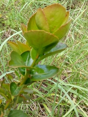 Xylosma spiculifera