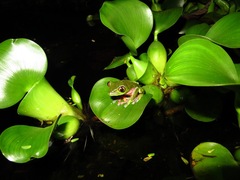 Agalychnis annae