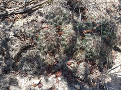 Coryphantha neglecta