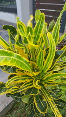 Codiaeum variegatum