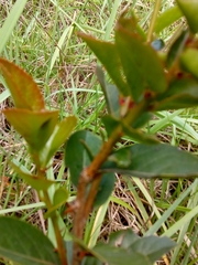 Xylosma spiculifera