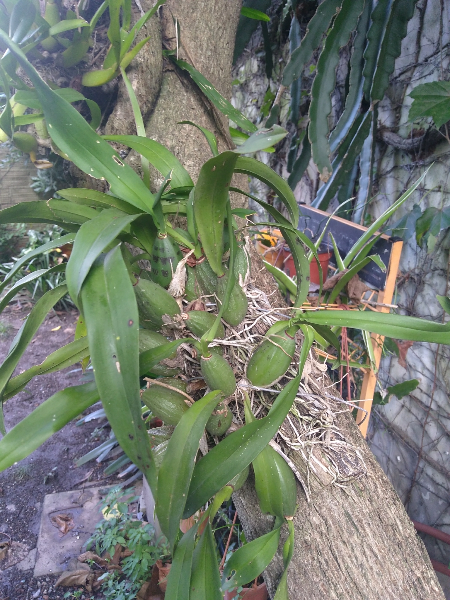 Orquídea Patito (Gomesa bifolia) · iNaturalist Ecuador