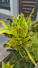Codiaeum variegatum