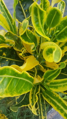 Codiaeum variegatum