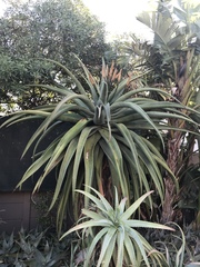 Aloe candelabrum