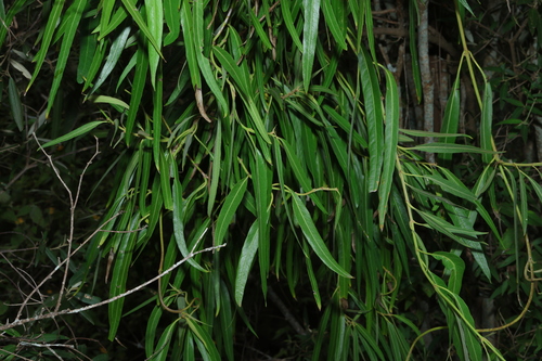 Image of Parsonsia eucalyptophylla by (c) Greg Tasney, some rights reserved (CC BY-SA)