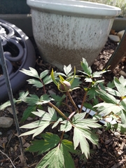 Paeonia × suffruticosa