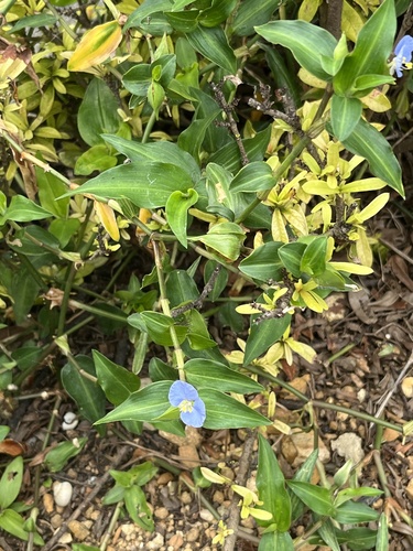 Commelina auriculata iNat (3)