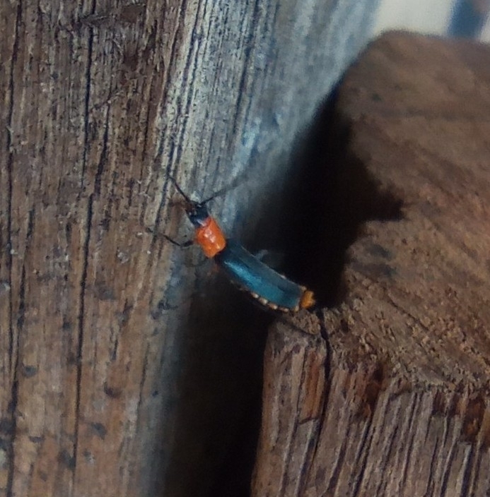 Tricolor Soldier Beetle from Beverley WA 6304, Australia on April 10