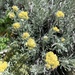 Helichrysum pendulum boissieri - Photo (c) nicolasvdh, some rights reserved (CC BY-NC)