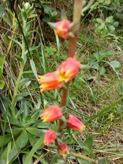 Echeveria bicolor