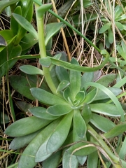 Echeveria bicolor