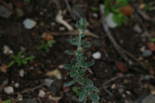 Image of Sclerolaena birchii by (c) Greg Tasney, some rights reserved (CC BY-SA)