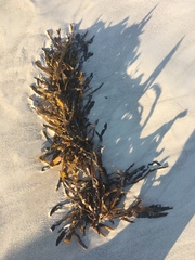 Anthophycus longifolius