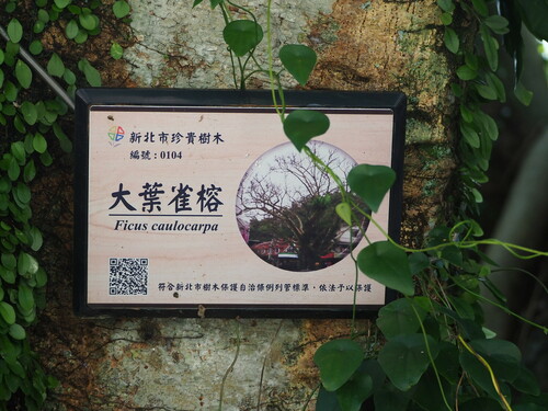 Image of Ficus caulocarpa by no rights reserved