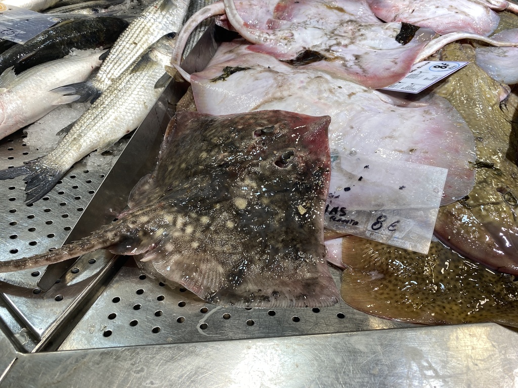 Thornback Skate in April 2024 by Merav Vonshak · iNaturalist