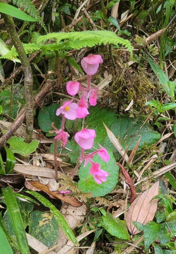 Begonia obsolescens (Begonia obsolescens)