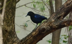Myophonus horsfieldii