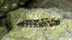 Ambon Rockskipper photo 3