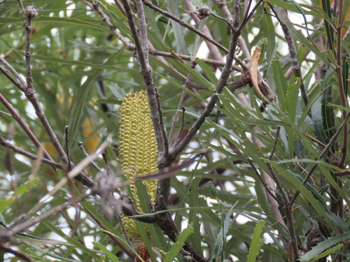 Image of Banksia littoralis by (c) pimelea, some rights reserved (CC BY)