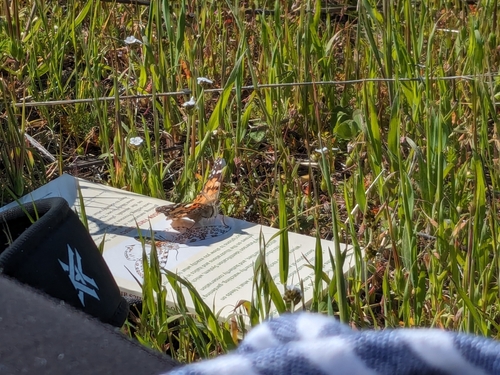 iNaturalist observation photo of Painted Lady