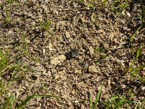 iNaturalist observation photo of Propertius Duskywing
