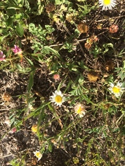 Erigeron procumbens