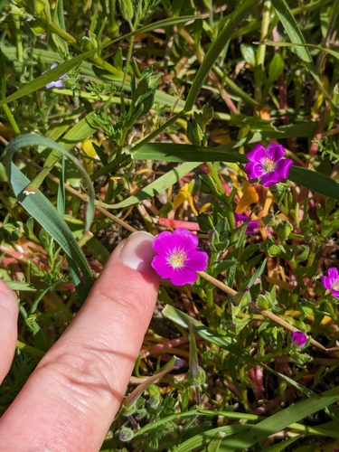 iNaturalist observation photo of redmaids