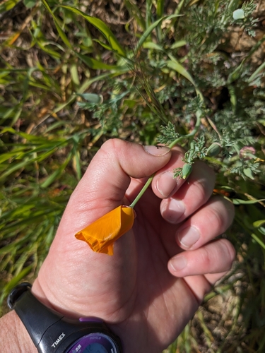 iNaturalist observation photo of California poppy