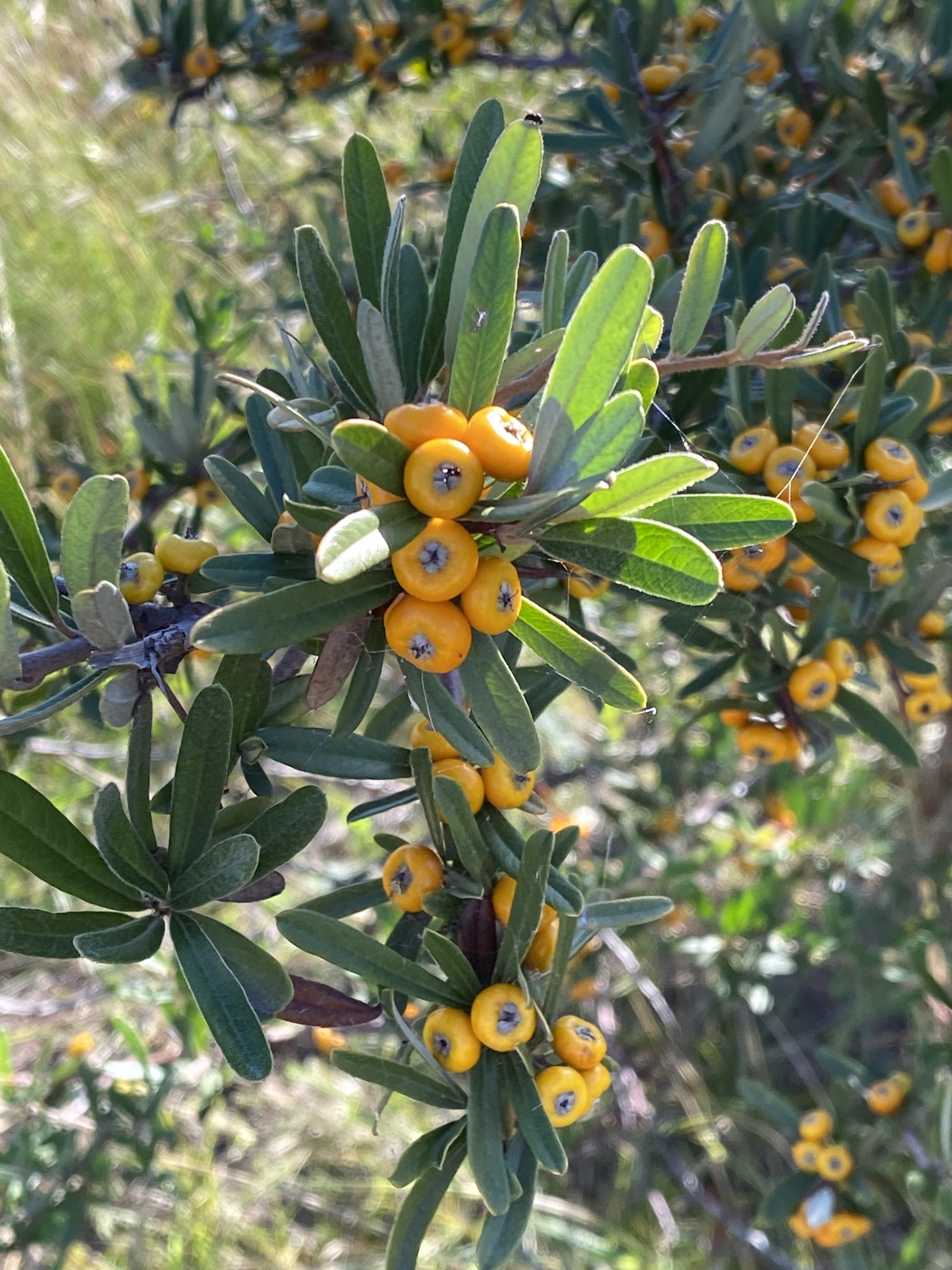 Pyracantha angustifolia