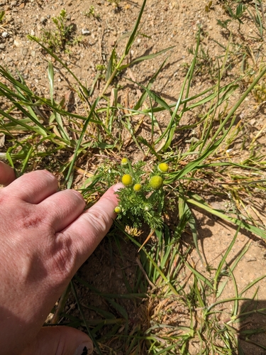 iNaturalist observation photo of pineapple-weed