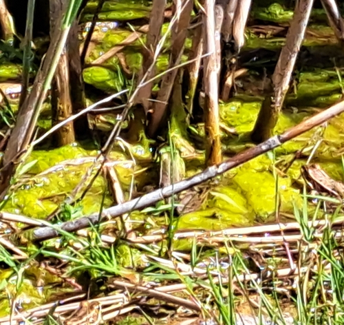 Komplex Kleiner Wasserfrosch