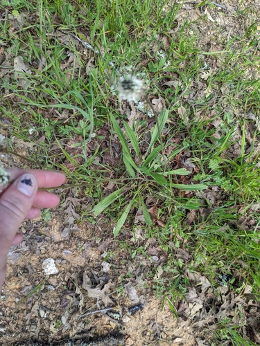 iNaturalist observation photo of ribwort plantain