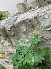 Chelidonium majus