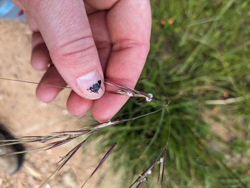 iNaturalist observation photo of purple needlegrass