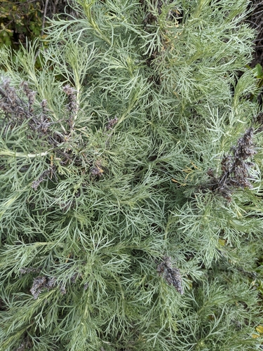 iNaturalist observation photo of California sagebrush