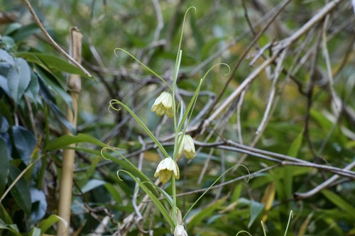 Fritillaria thunbergii (Fritillaria thunbergii)