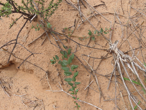 Talinum arnotii