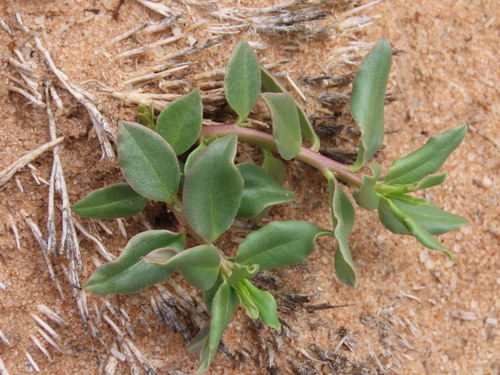 Talinum arnotii