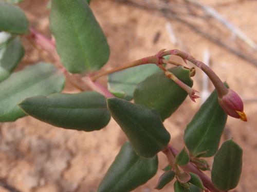 Talinum arnotii