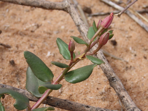 Image of Talinum arnotii by no rights reserved