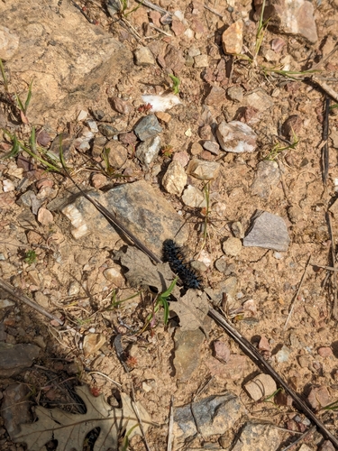 iNaturalist observation photo of Variable Checkerspot